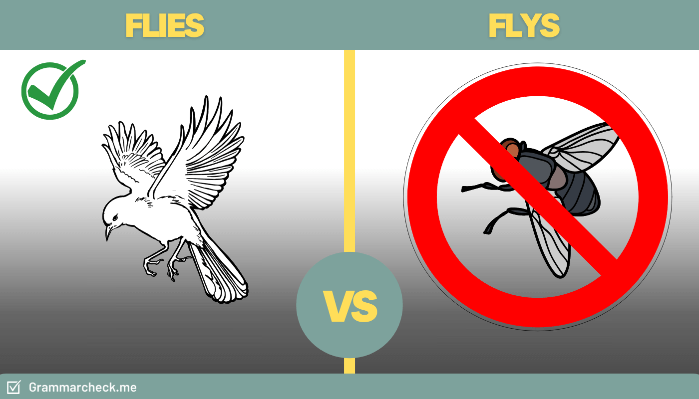 Flys or Flies: Which Is The Correct Spelling?
